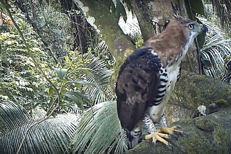Ein exotischer Greifvogel wird von einer Kamerafalle im peruanischen Amazonas-Regenwald erfasst