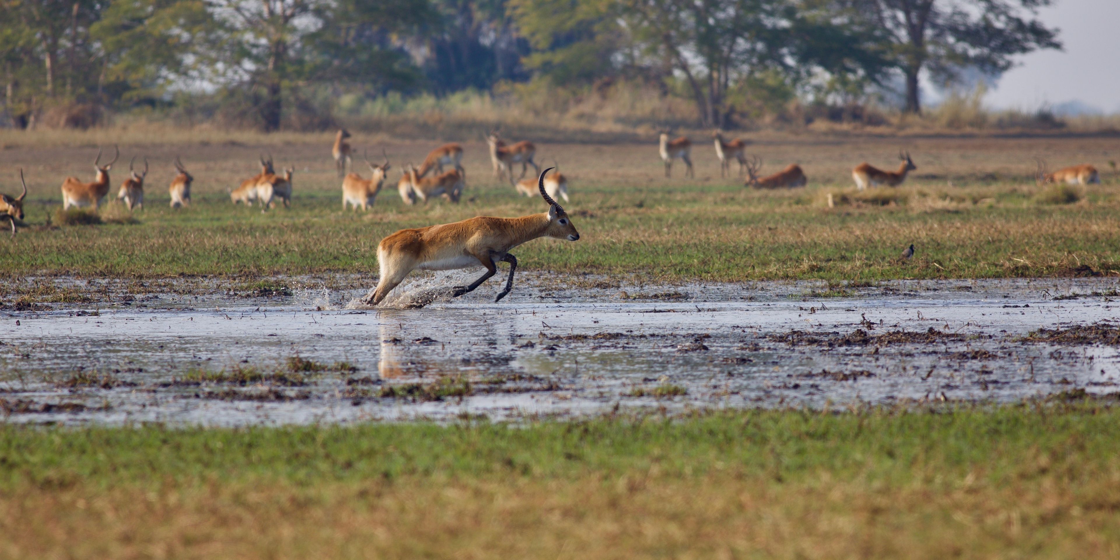 botswana-safari-adventure-edition-okavango-antelope