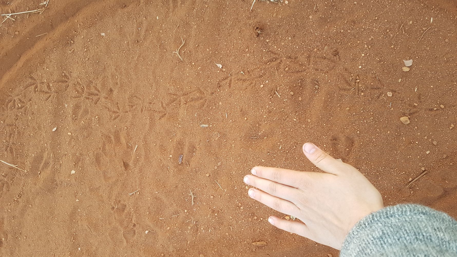 erfahrungsberichte-rangerkurse-suedafrika-field-guide-level-1-sara-spurenlesen