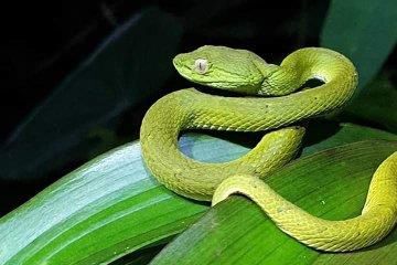 auslandspraktikum-costa-rica-waldschutz-schlange-natucate