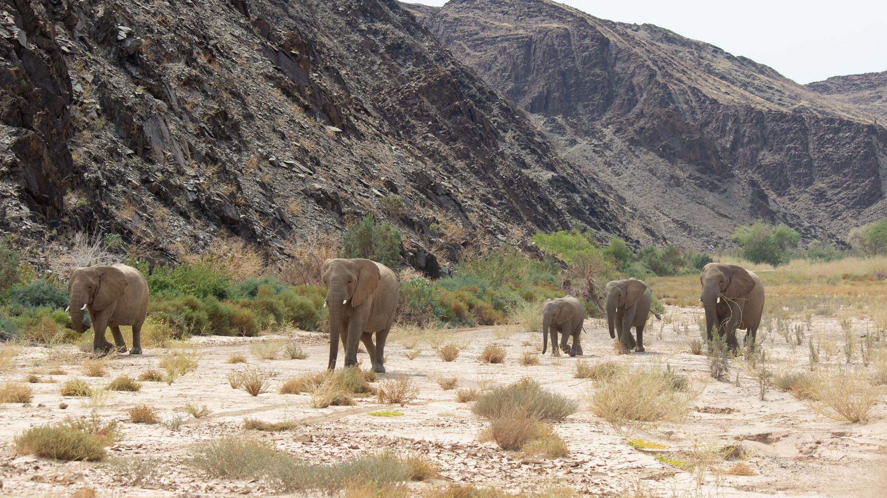 Elefantenfamilie in Damaraland