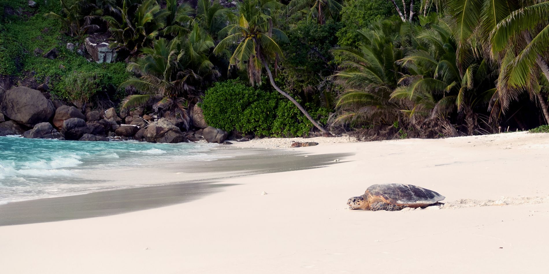 sabbatical-namibia-seychellen-wueste-wasser-strand-schildkroete-natucate