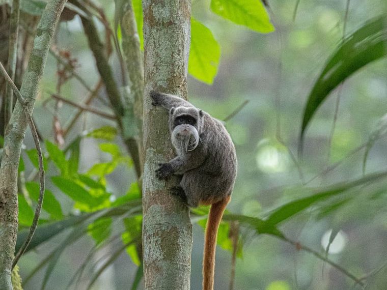 erfahrungsberichte-auslandspraktikum-sinnenswahrnehmung-peru-aida-primat-affe
