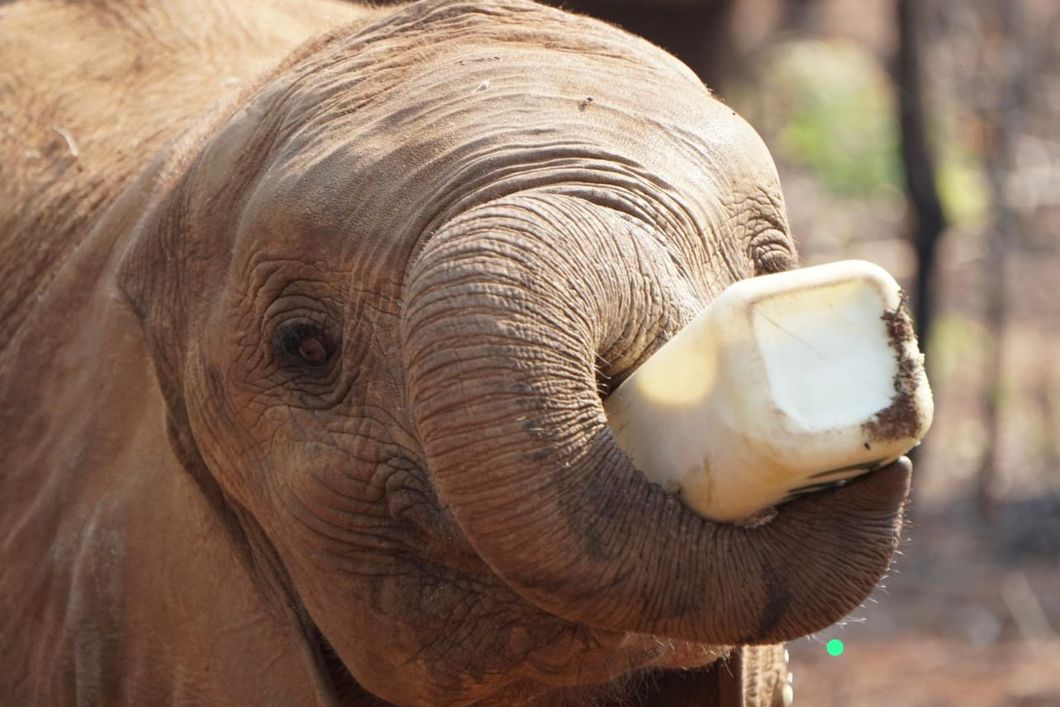 freiwilligenarbeit-sambia-artenschutz-elefant-flasche-natucate.jpg