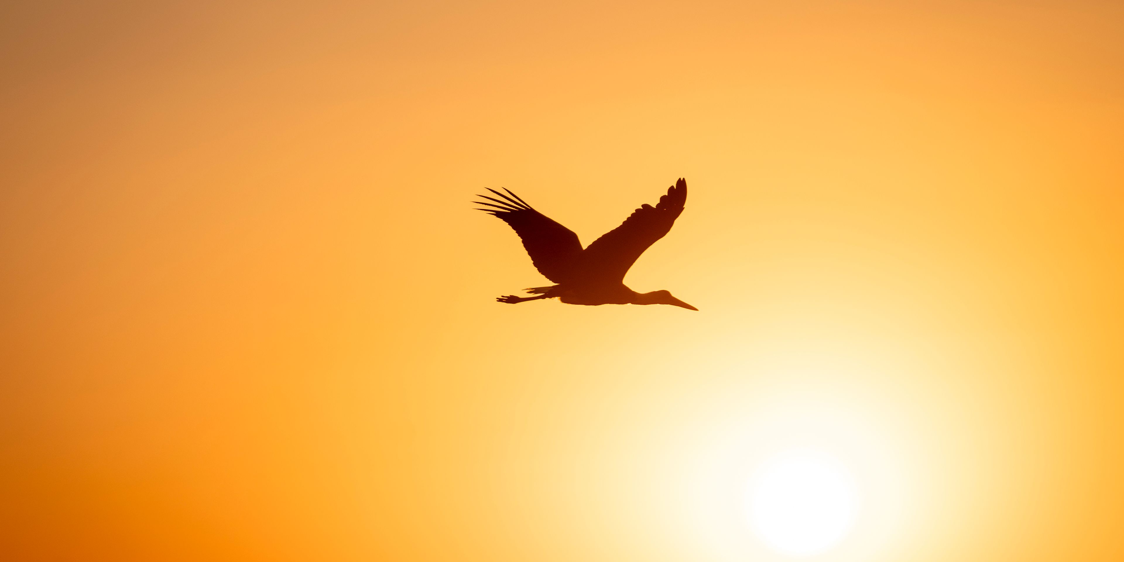natucate-trip-course-bw-sunset-bird