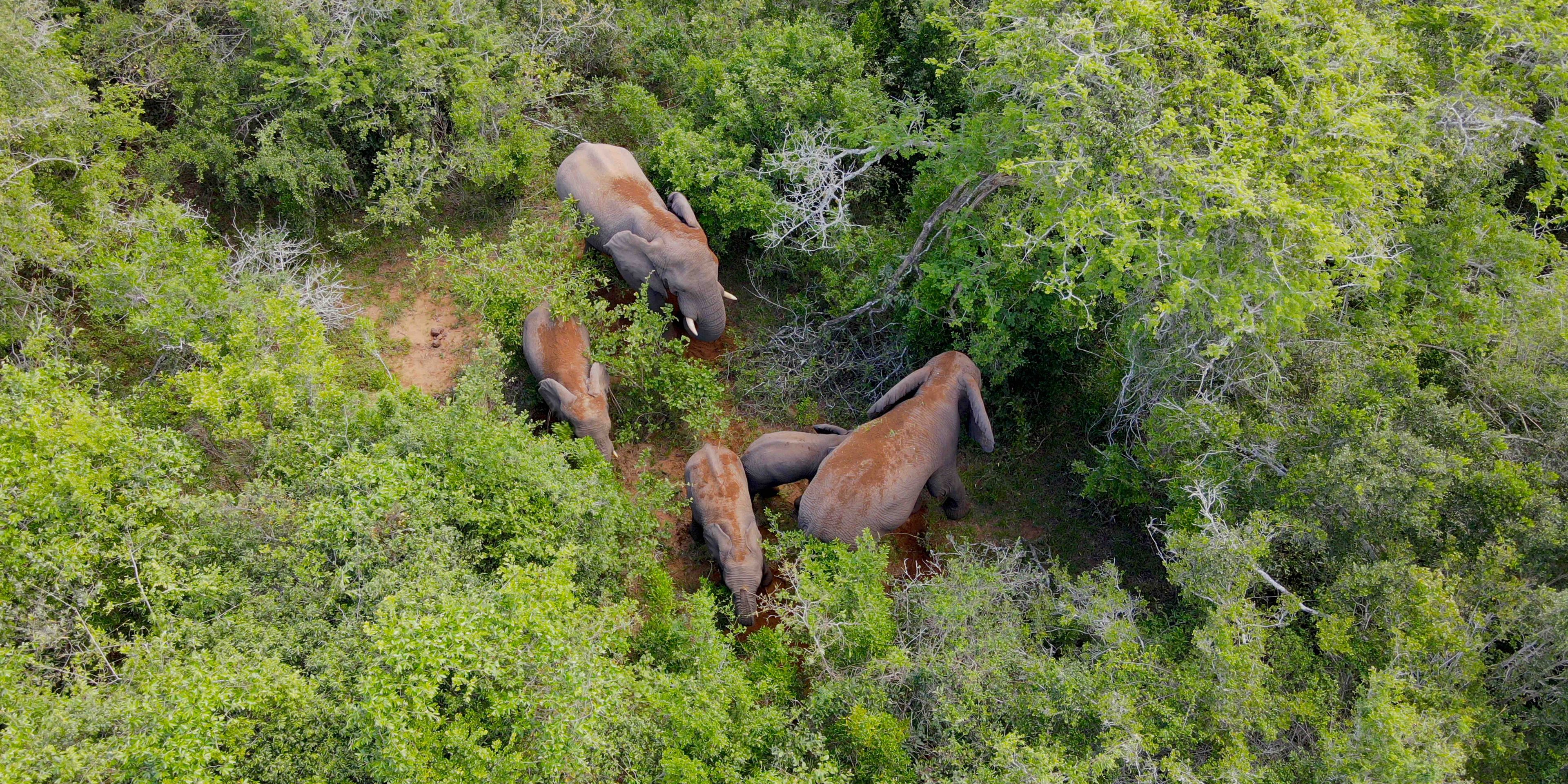 natucate-internship-south-africa-zululand-elephants-aerial