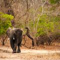 malawi-country-information-liwonde-nationalpark-baby-elephant