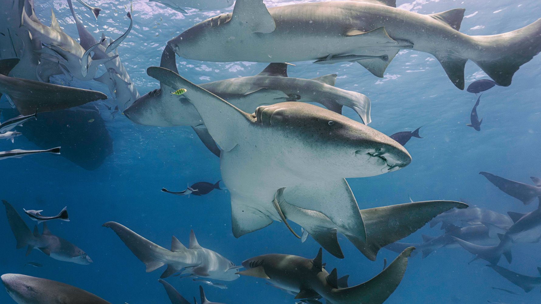 Sharks Underwater