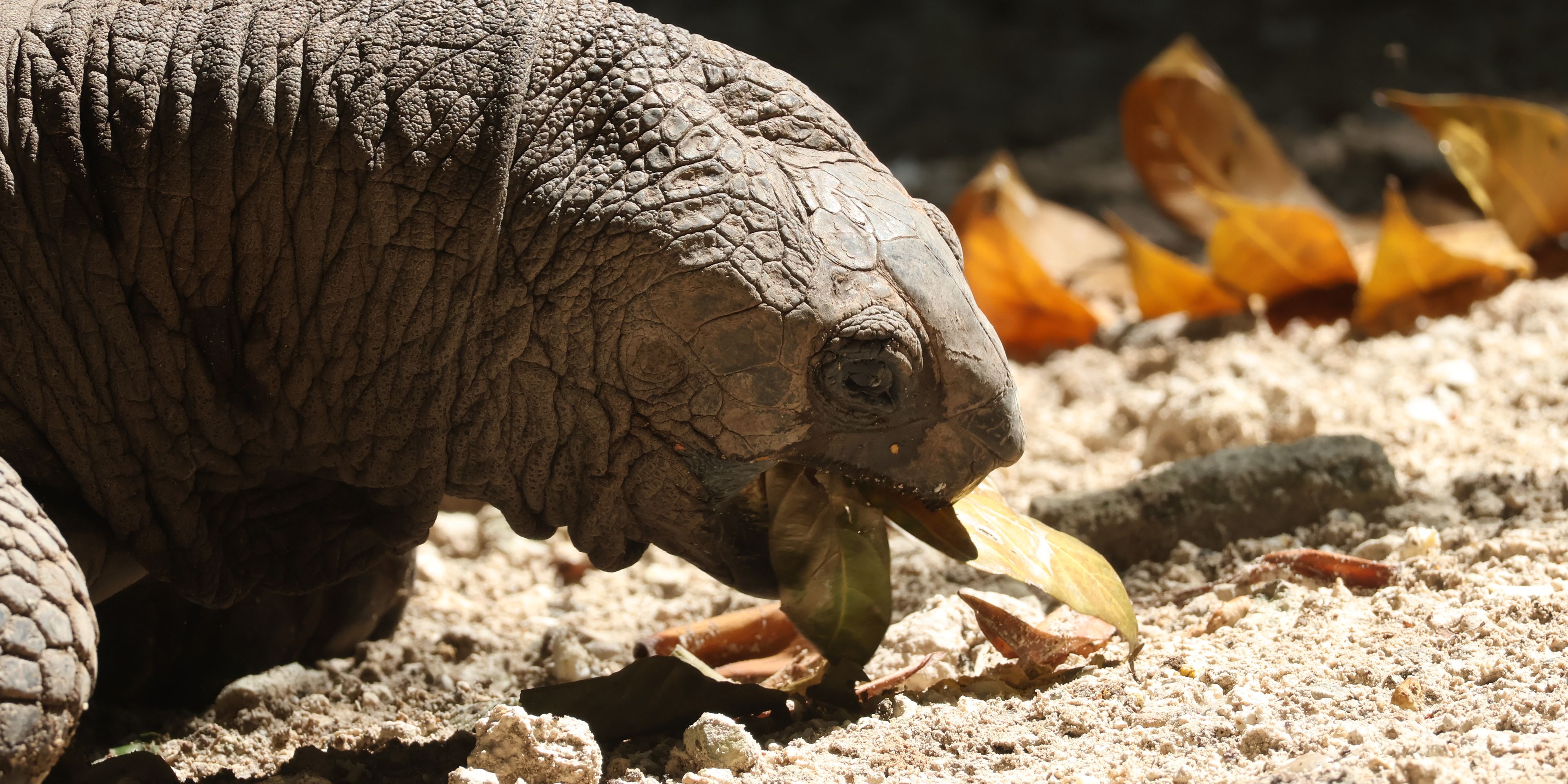 natucate-seychelles-volunteeering-north-island-turtle-head-eating