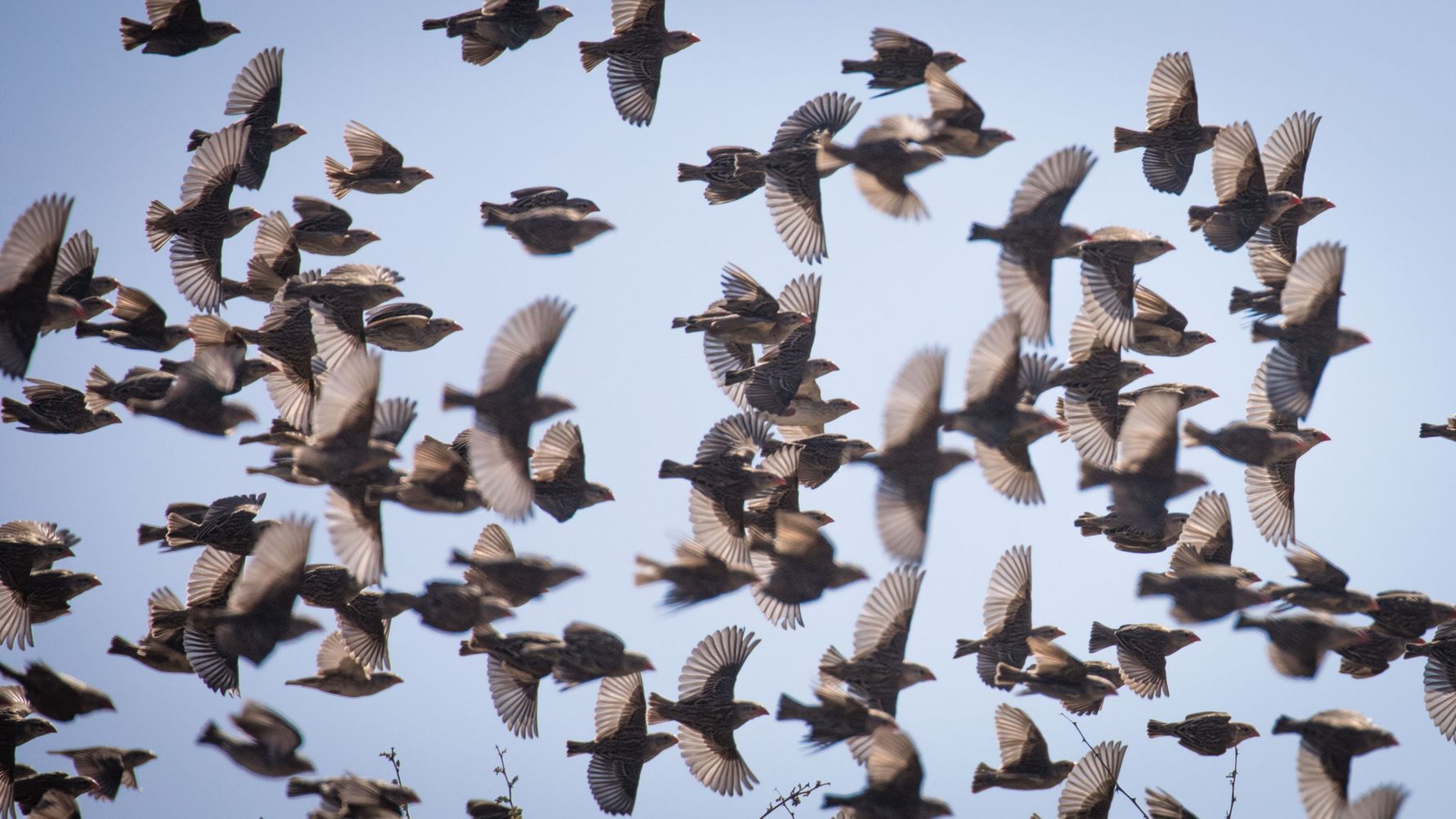 rangerausbildung-wissen-vogelkunde-vogelschwarm-natucate