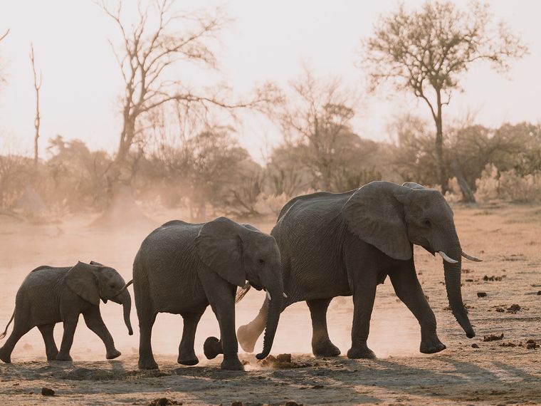 natucate-blog-pr-trip-alice-elephants-row