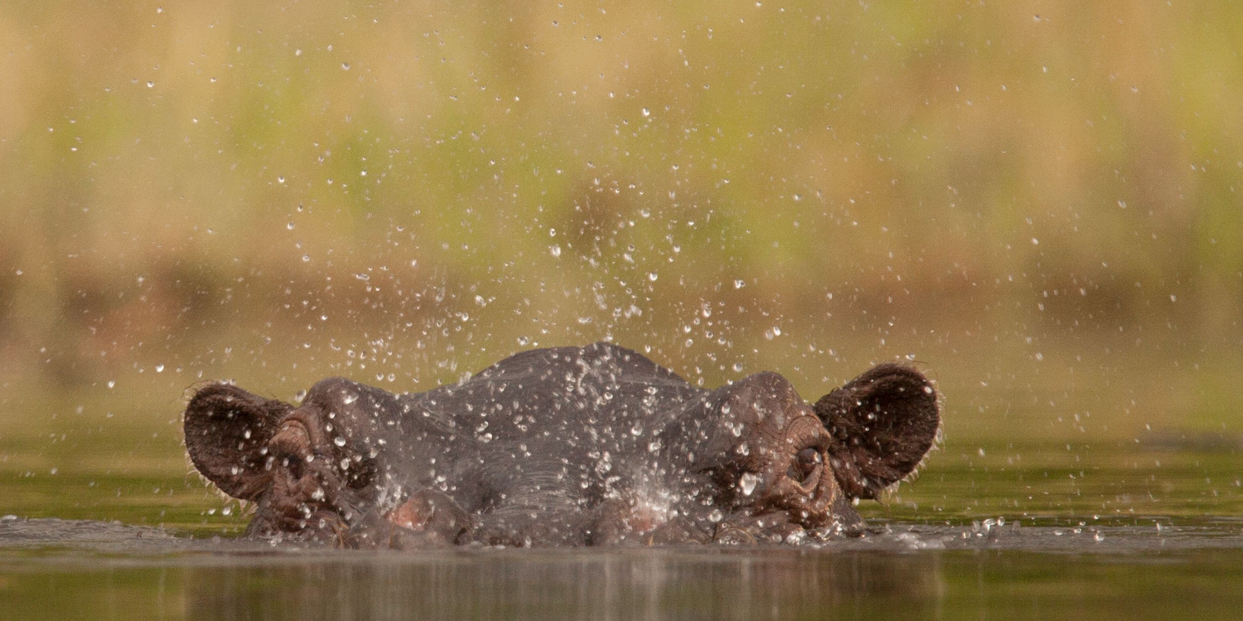 safari-botswana-okavango-delta-northern-highlights-hippo-ears-natucate
