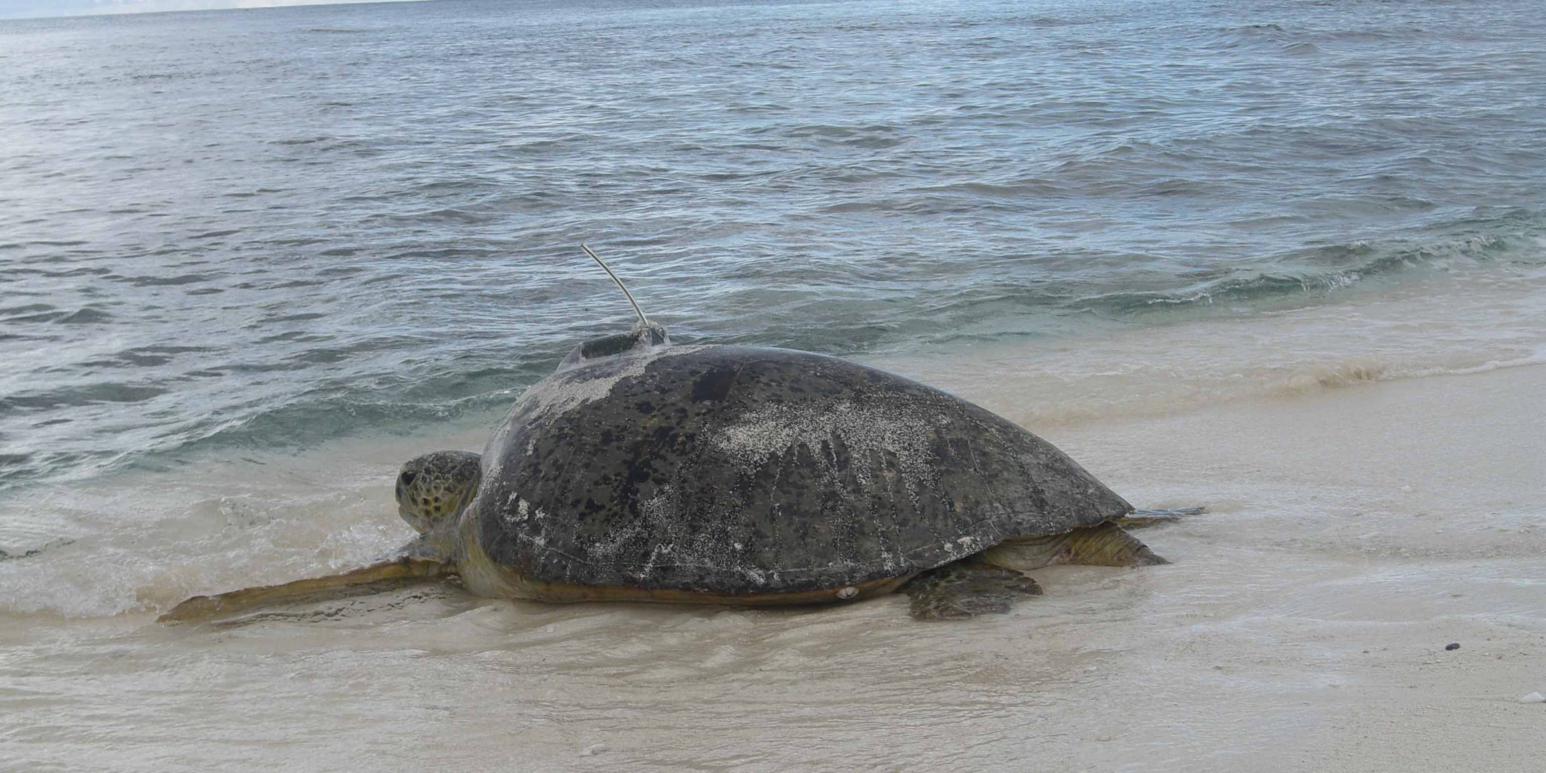 Eine Meeresschildkröte am Strand von Indonesien auf dem Weg zurück ins Meer.