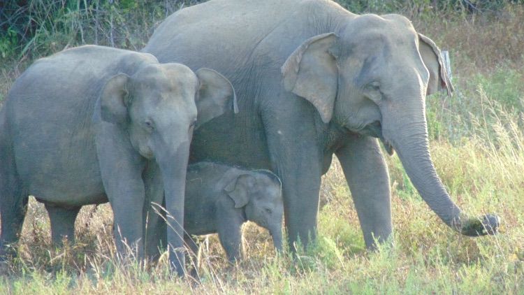 freiwilligenarbeit-sri-lanka-erfahrungsbericht-elefanten-natucate