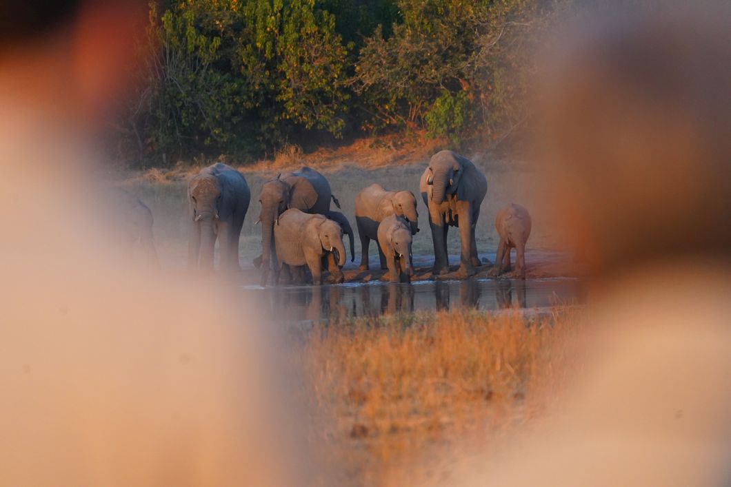 Herd of elephant at the waterhole in the Okavango Delta