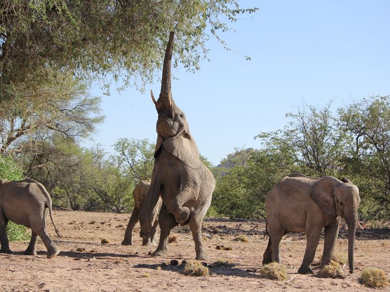 An elephant is stretching to reach a tree; three other ones are looking for food on the ground