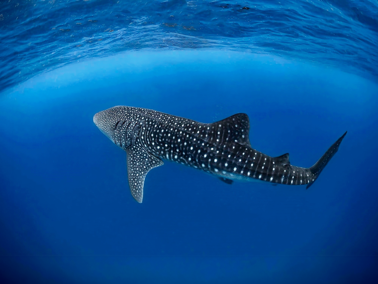 freiwilligenarbeit-malediven-asien-artenschutz-walhai-volunteer-header-natucate