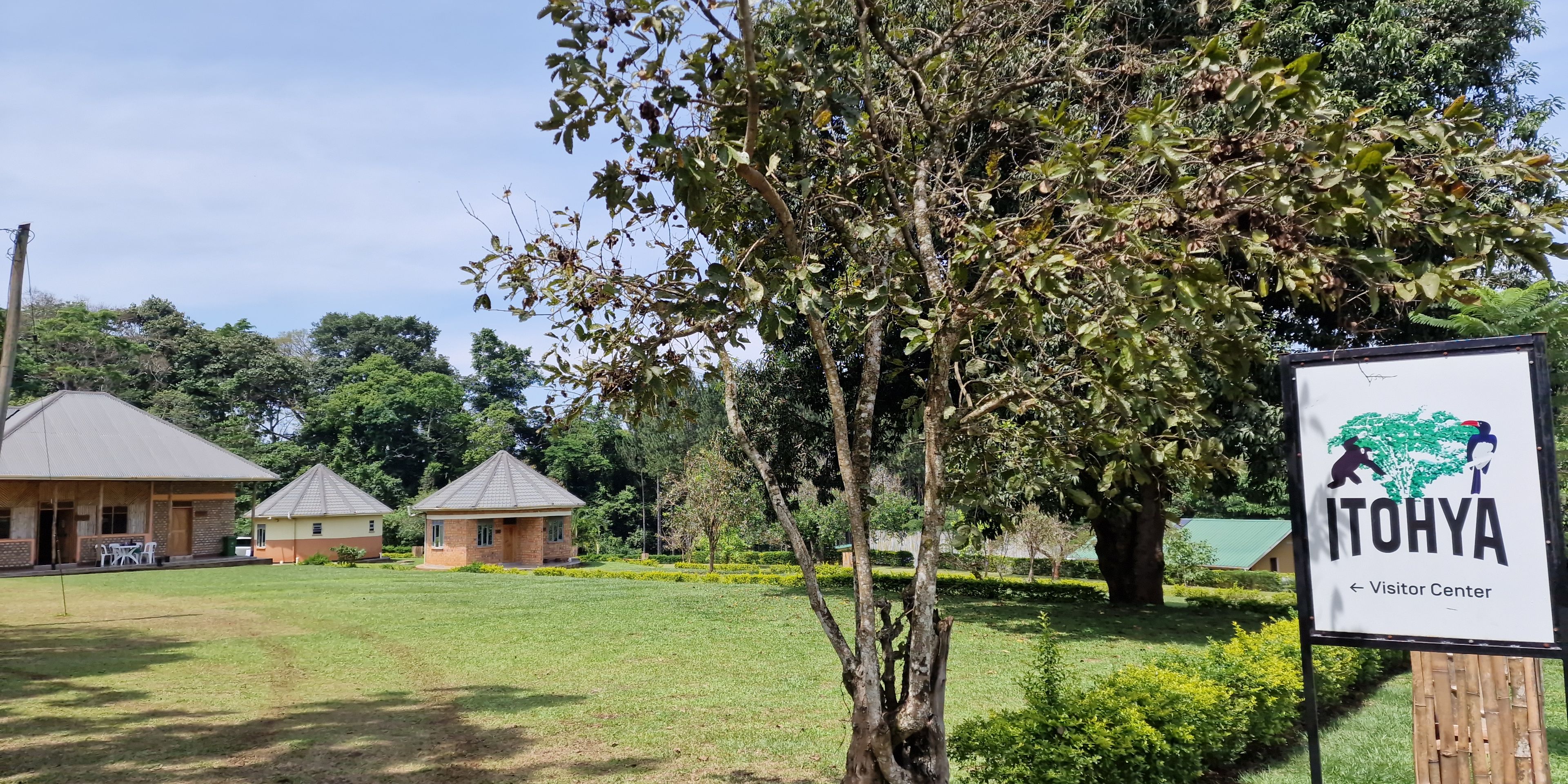 natucate-volunteering-uganda-chimpanzee-project-itohya-parque