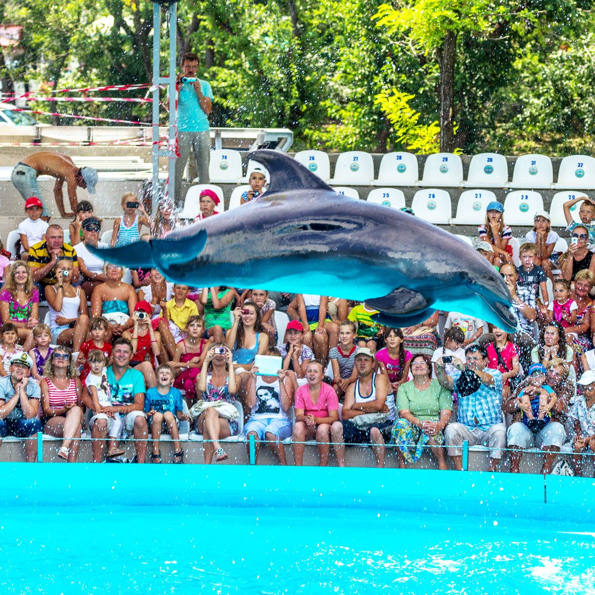 blog-naturwissen-top-10-anti-delfinarium-natucate