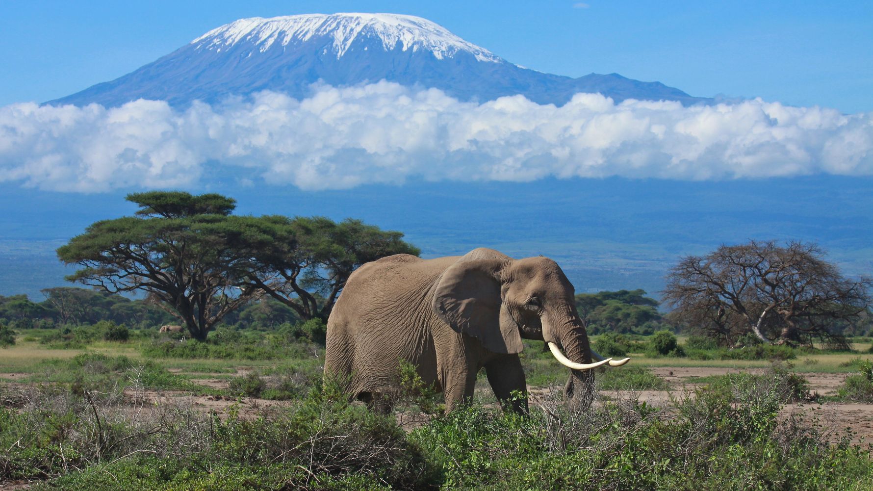 Ein Elefant vor dem atemberaubenden Kilimandjaro