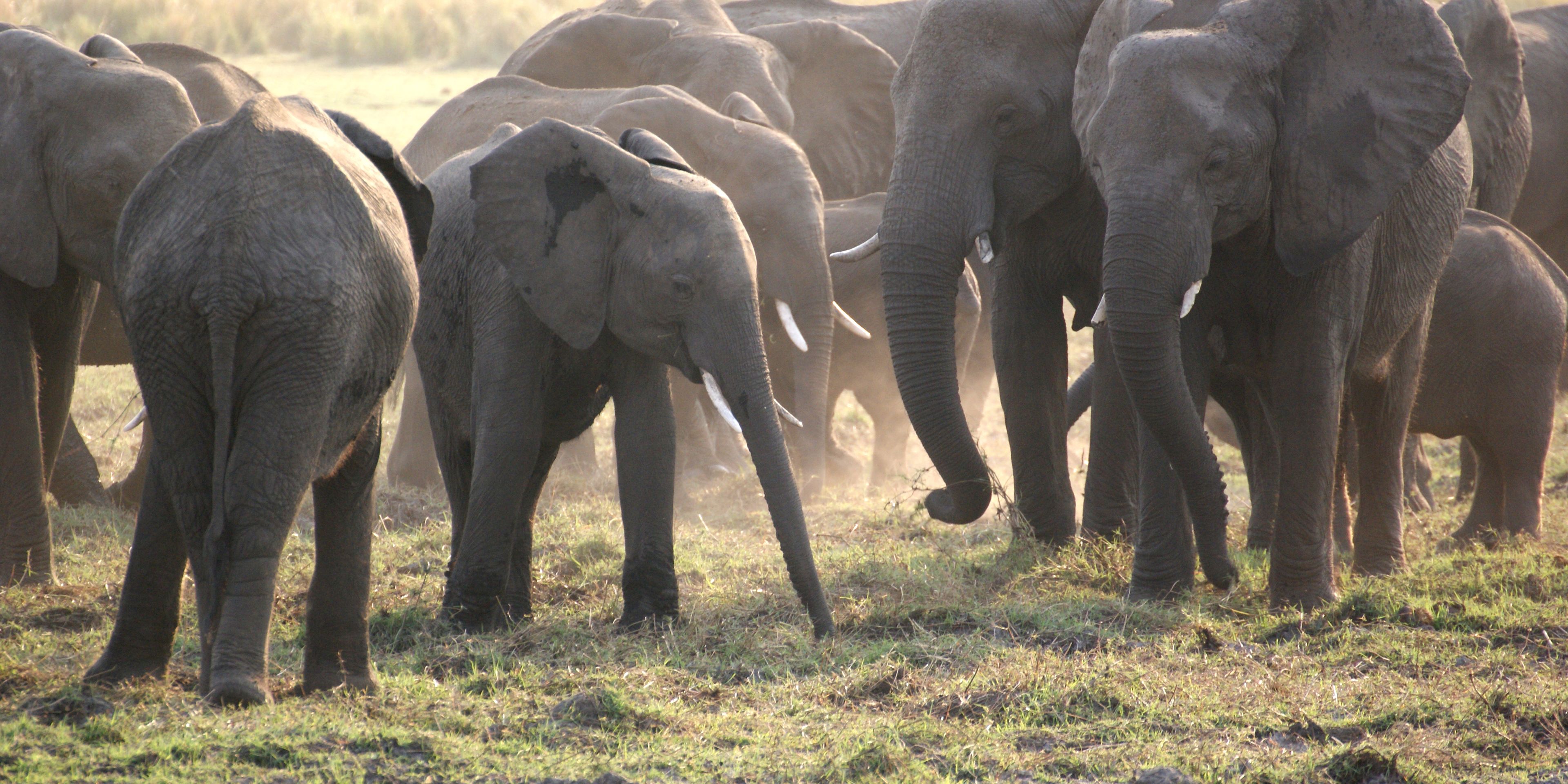 Large herd of elephants in Southern Africa