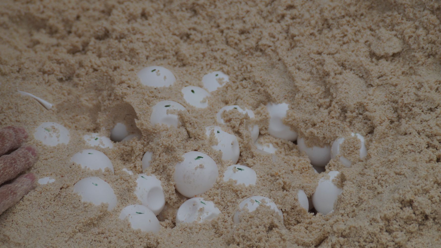 freiwilligenarbeit-seychellen-erfahrungsbericht-artenschutz-kundenfotos-eier-natucate