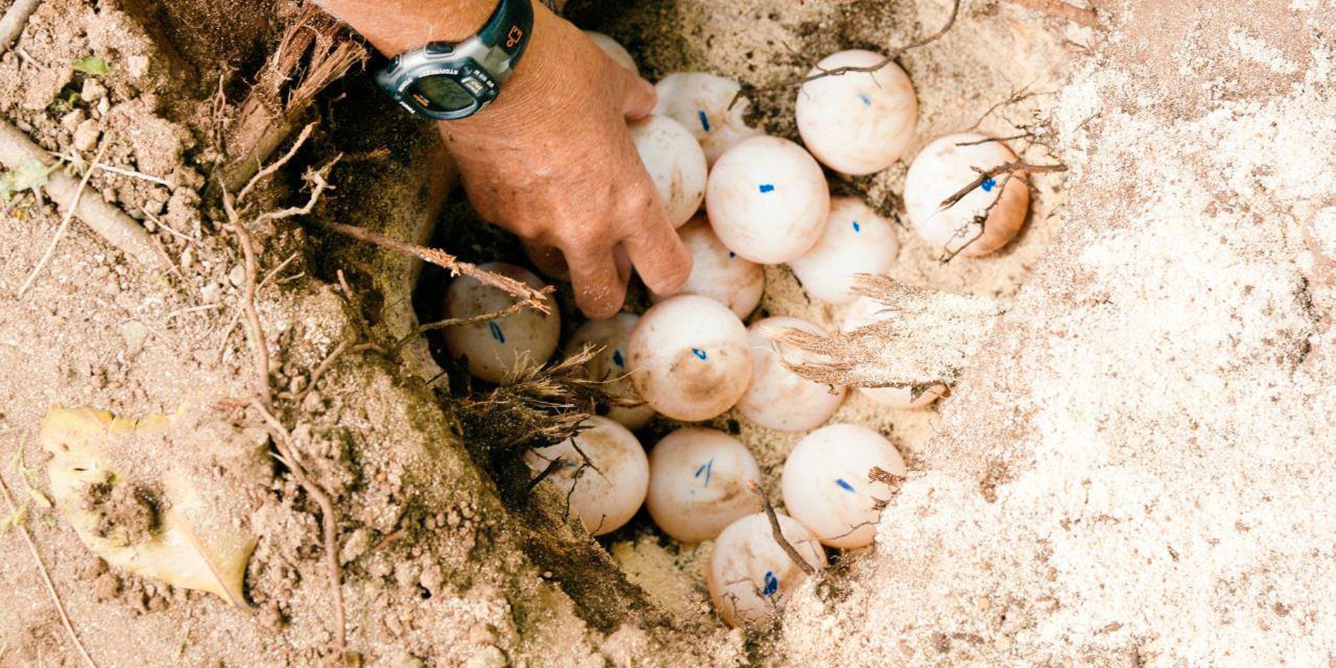 sabbatical-namibia-seychellen-wueste-wasser-eier-schildkroete-natucate