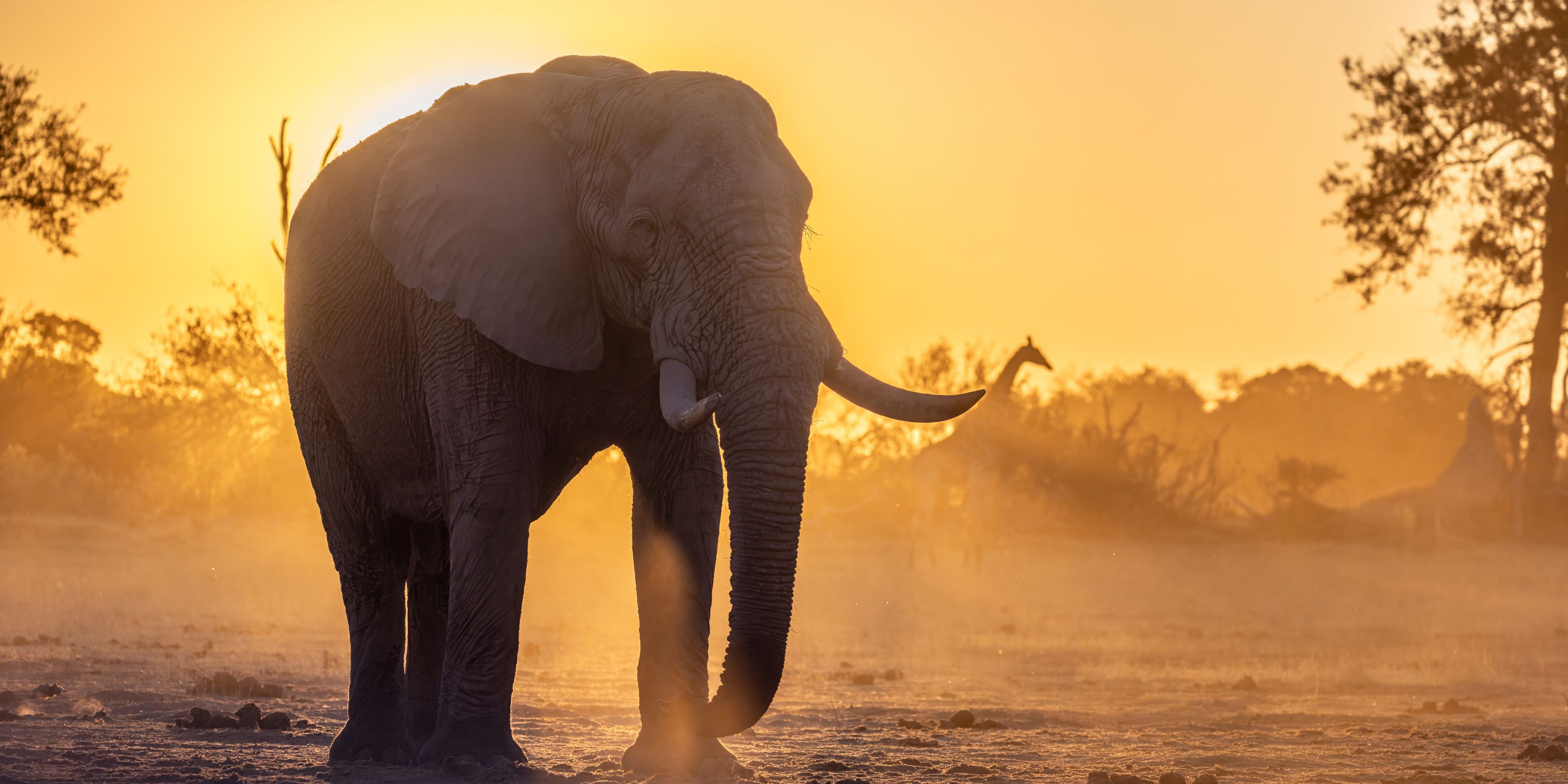 natucate-pwe-kwapa-elefant-sonnenuntergang