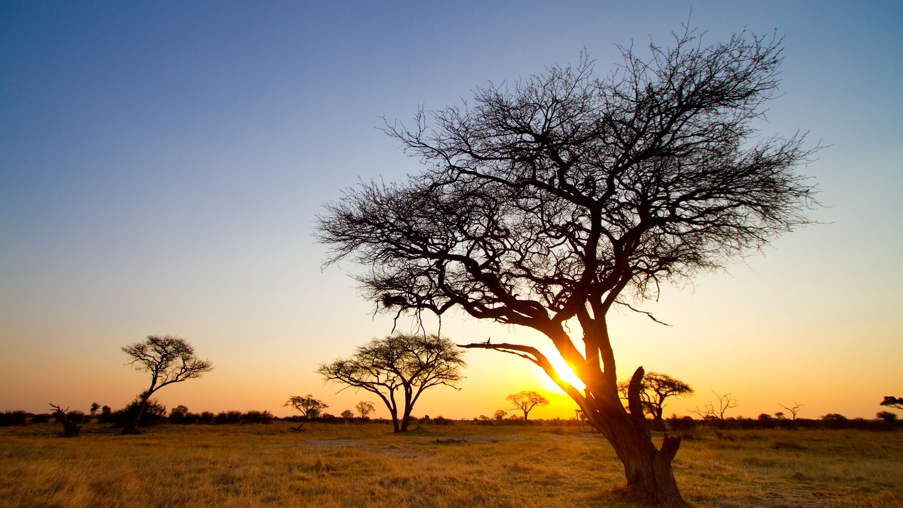 Landscape of Hwange National Park with tree at sunset