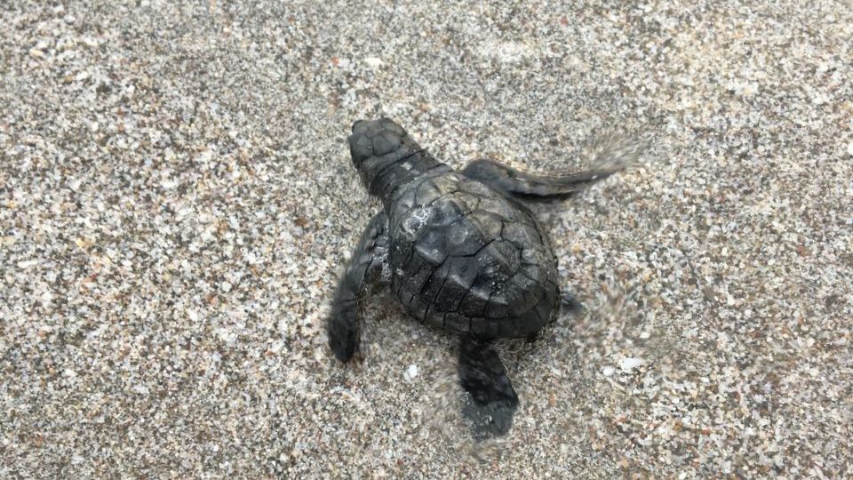 erfahrungsberichte-freiwilligenarbeit-costa-rica-schildkroetenschutz-nathalie-schildkroete-natucate