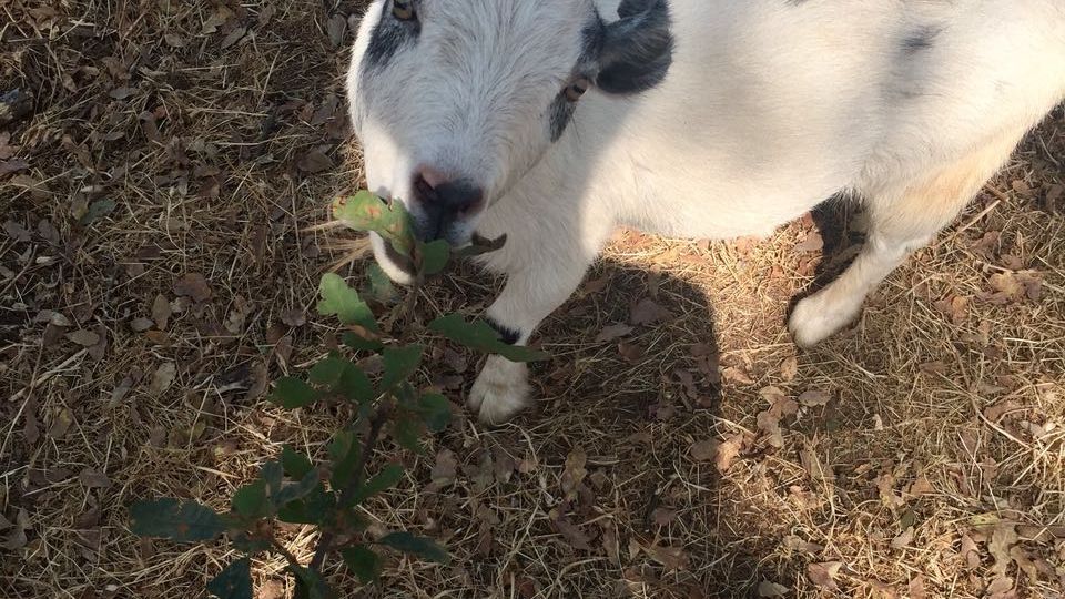 freiwilligenarbeit-usa-kalifornien-erfahrungsbericht-tierschutz-natucate