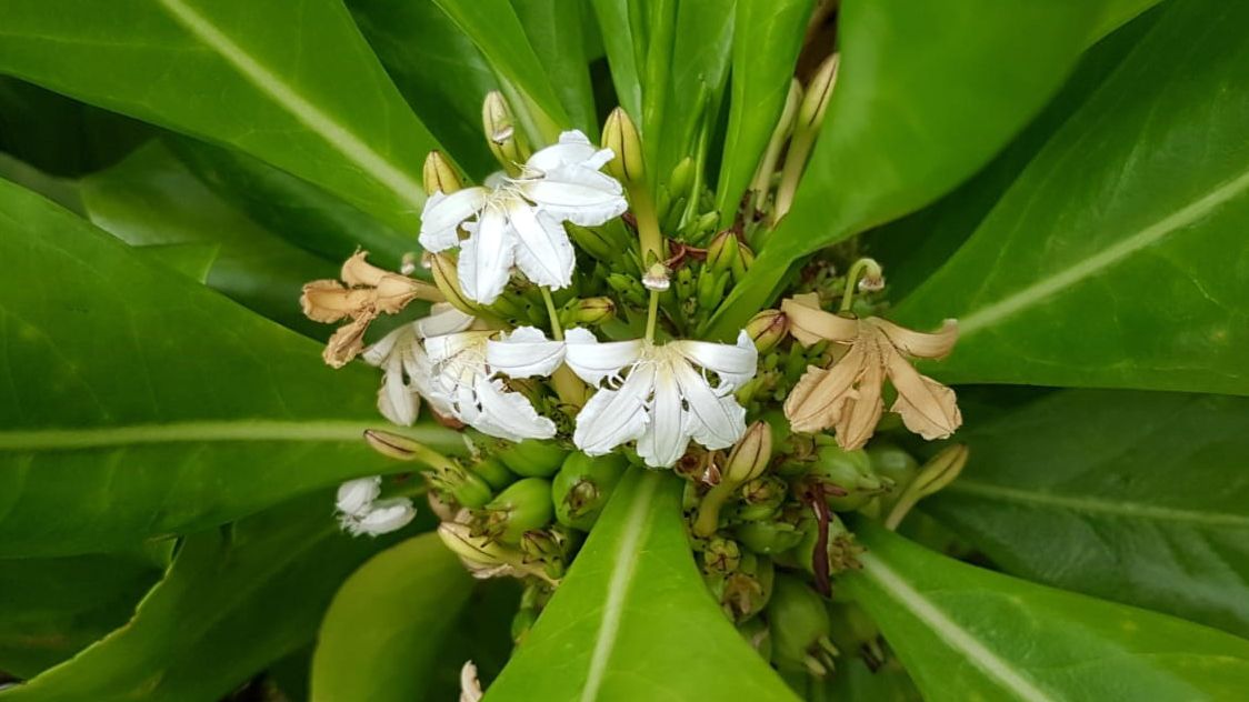 erfahrungsbericht-freiwilligenarbeit-walhaischutz-malediven-sara-flora-natucate