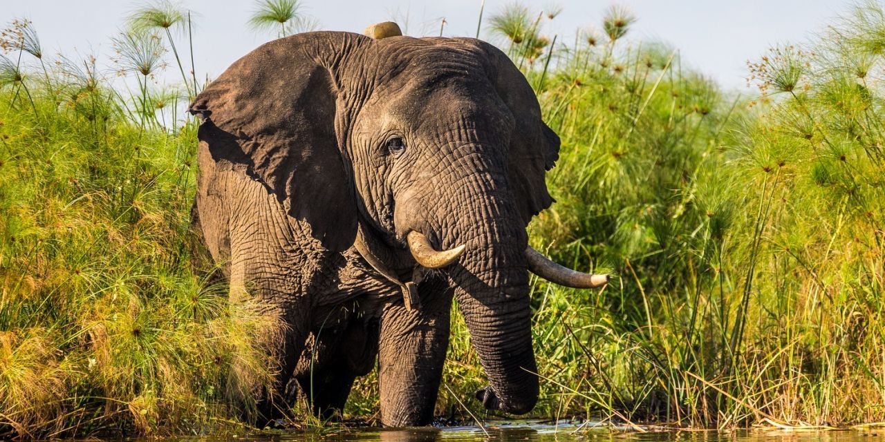 freiwilligenarbeit-uganda-elefant-fluss