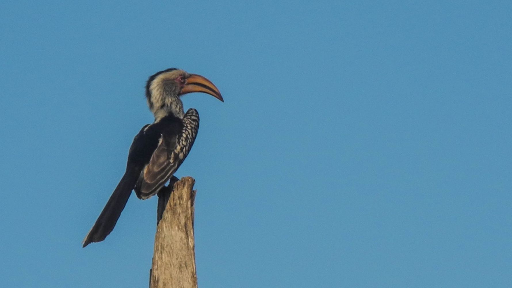 erfahrungsberichte-suedafrika-rangerausbildung-voegel-natucate