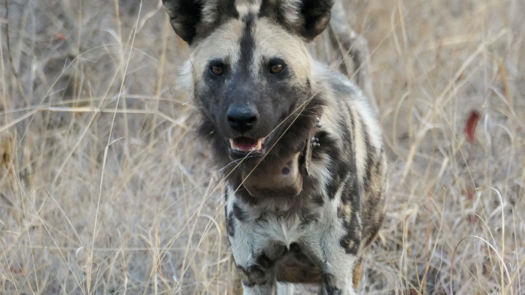 Wild dog