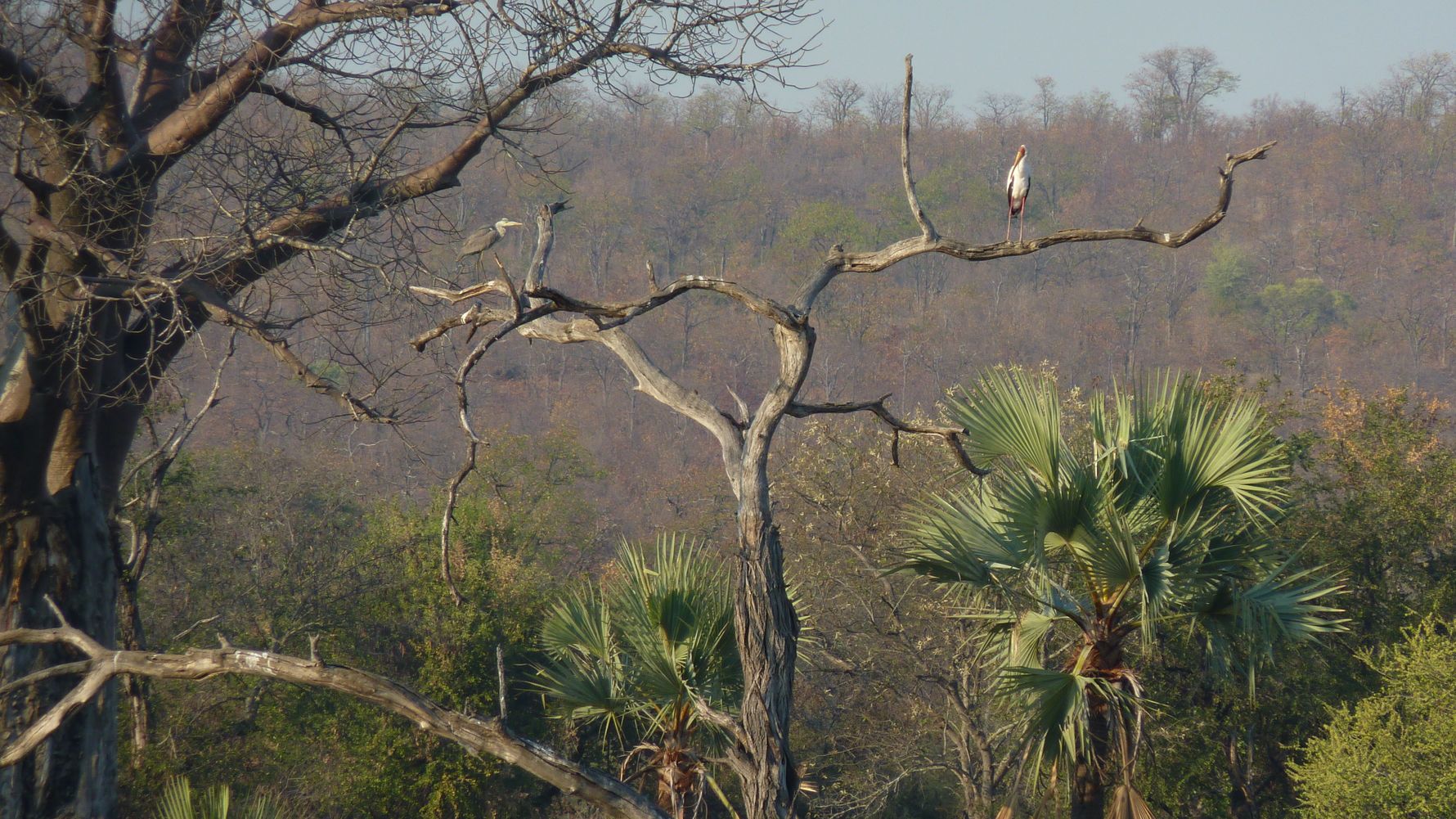 Field-Guide-Ausbildung: Ein Graureiher und ein Nimmersatt auf einem Baum in der afrikanischen Savanne