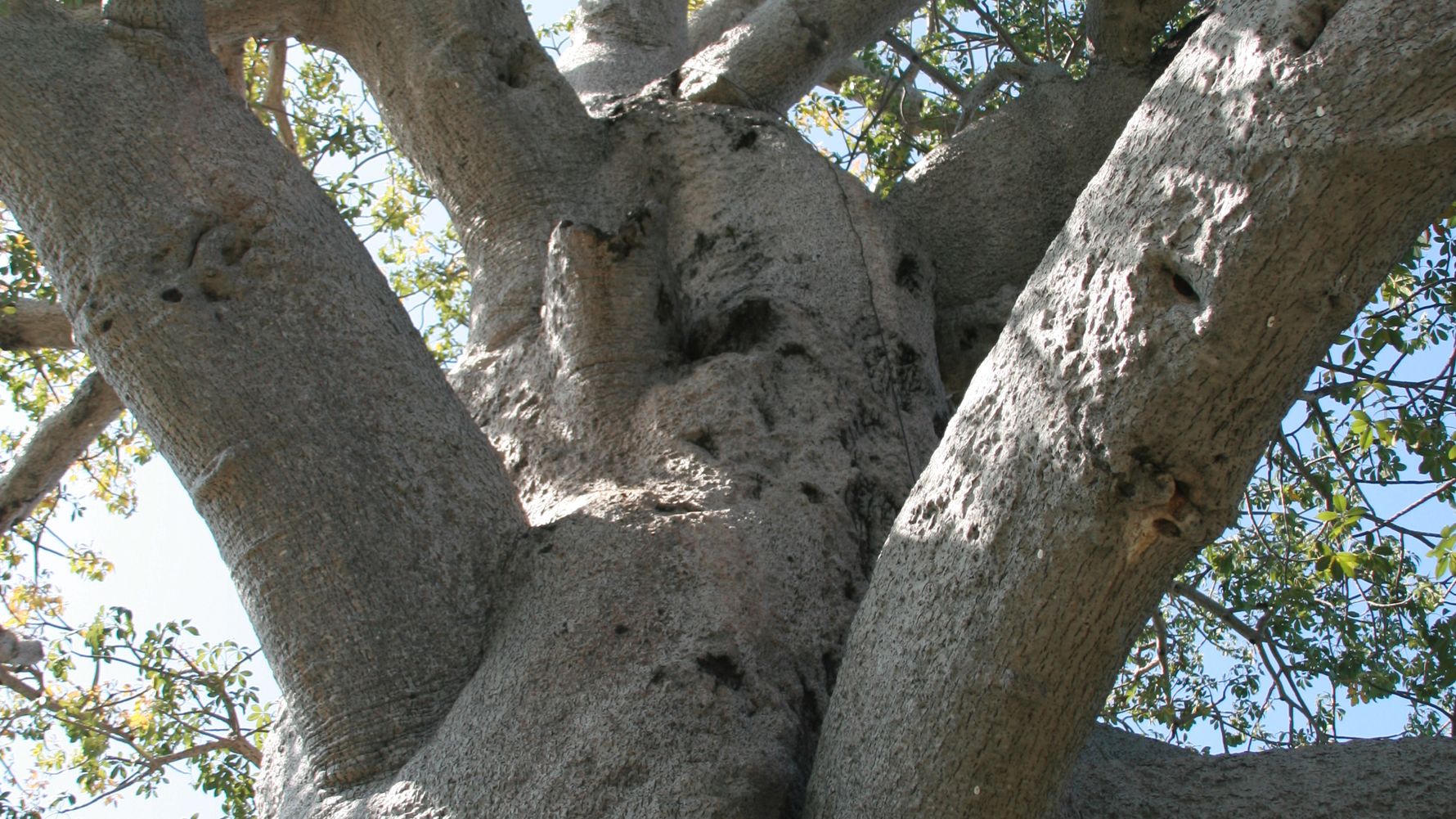 afrika-affenbrotbaum-naturwissen