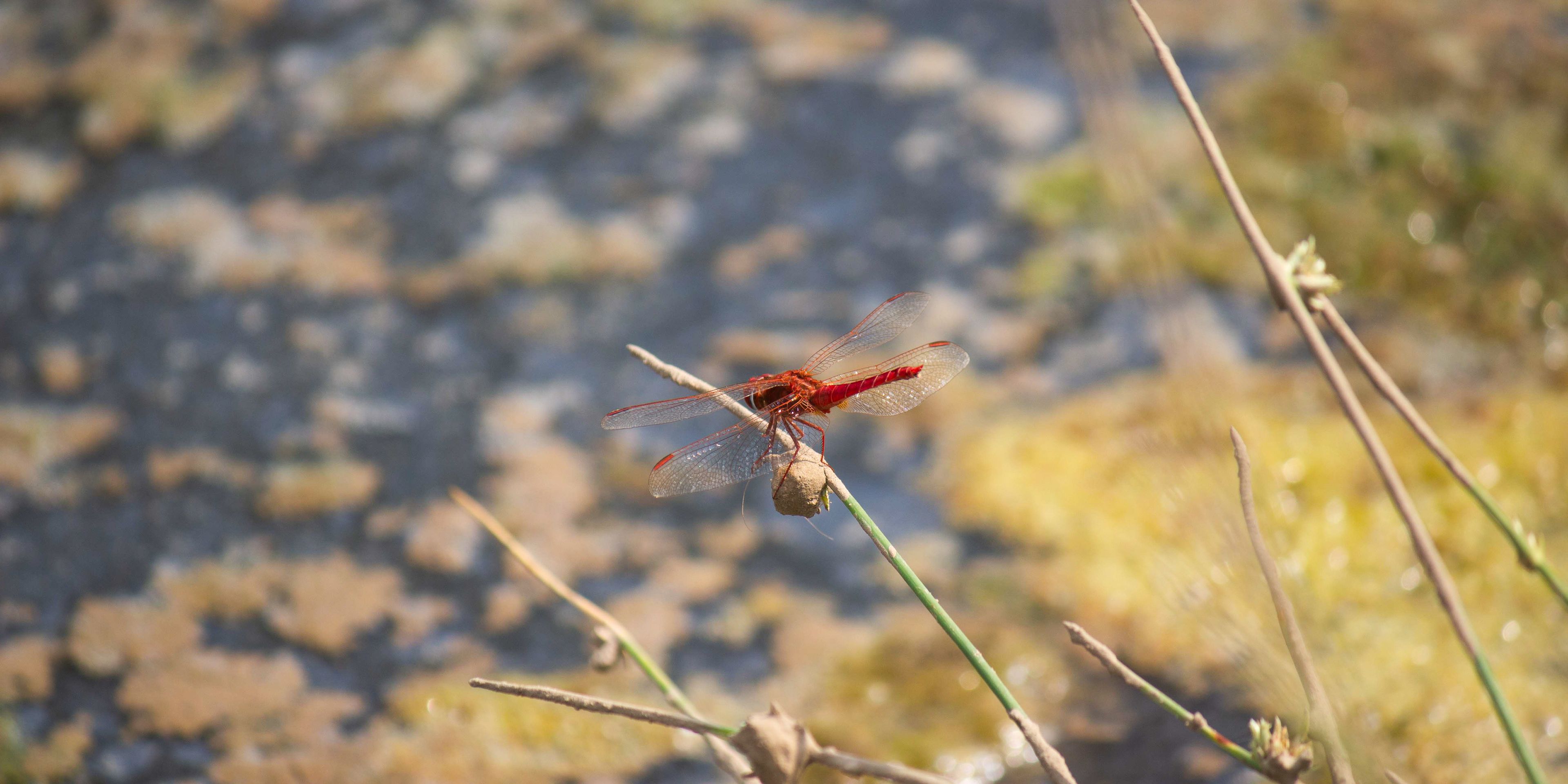 Rote Libelle