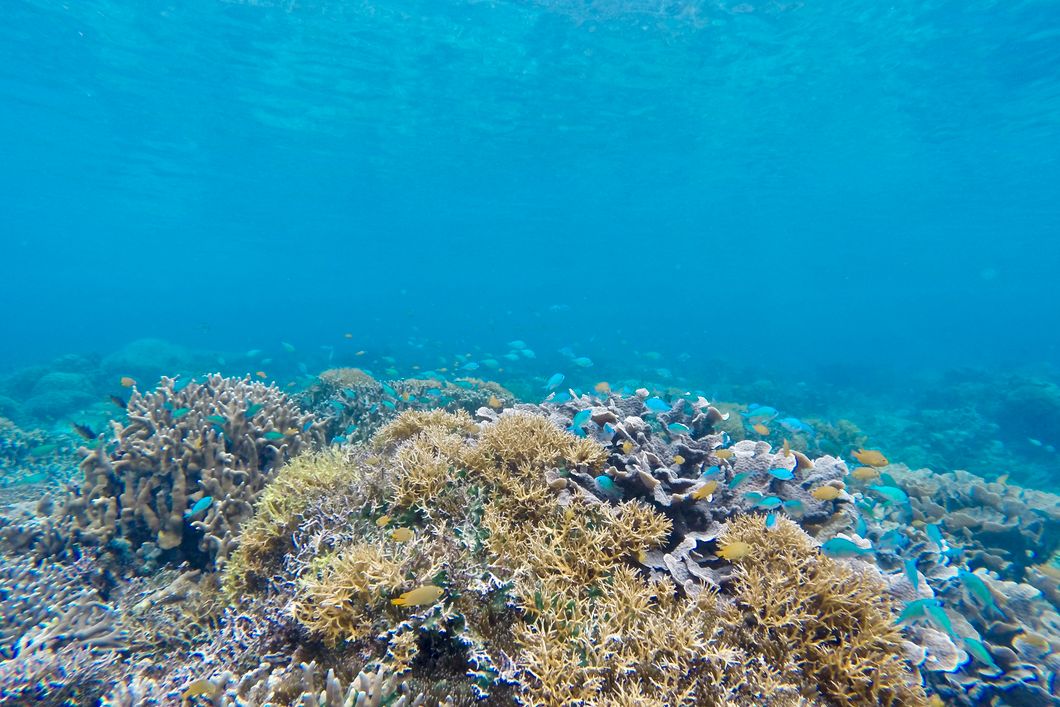 A coral reef off the coast of the Philippines