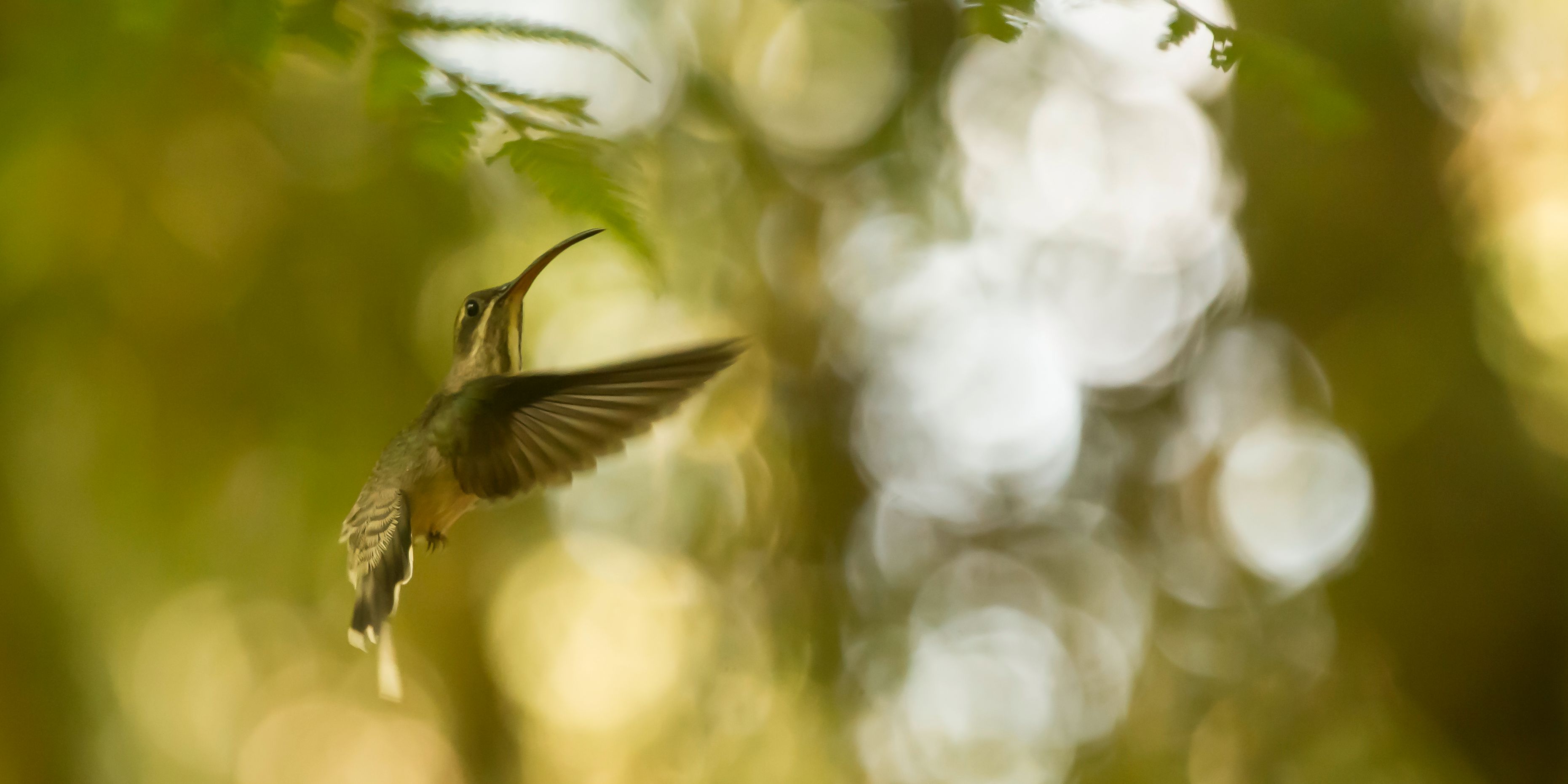 Ein Vogel dient der Unterrichtsstunde Ornithologie im Rahmen des Natur- und Rangerkurses
