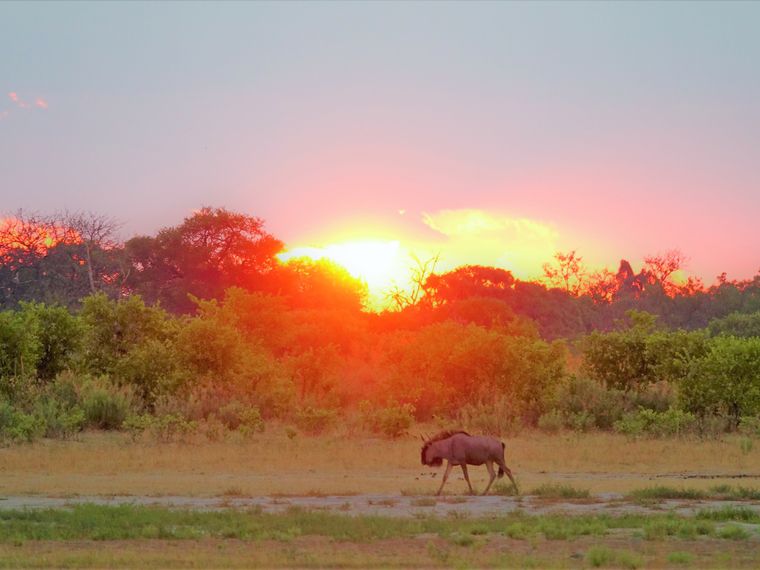 blog-ratgeber-botswana-moremi-wildreservat-gnu-natucate