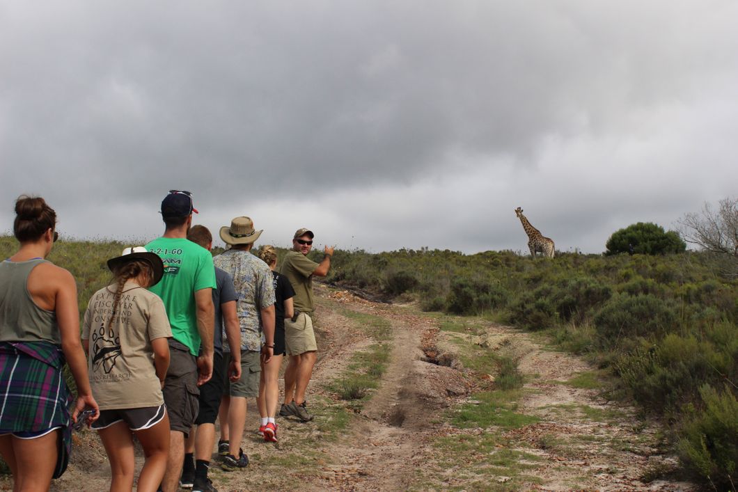 Volunteers auf einem Game Walk in Suedafrika begegnen einer Giraffe.