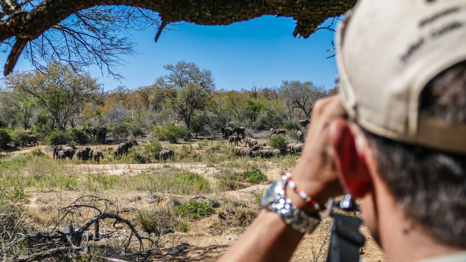erfahrungsbericht-suedafrika-rangerausbildung-kundenfotos-elefantenherde-natucate