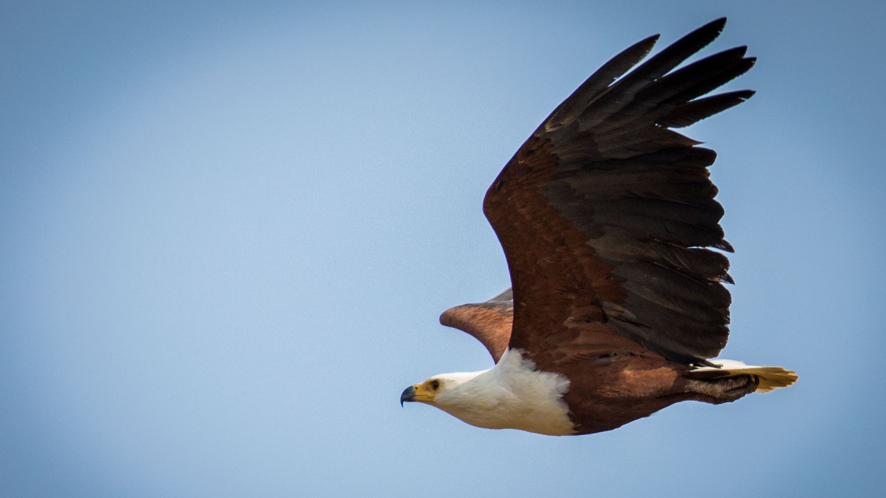 orni-birding-vogelkunde-blog