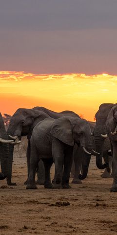 natucate-private-wilderness-experience-hwange-zimbabwe-sunrise-elephant-herd