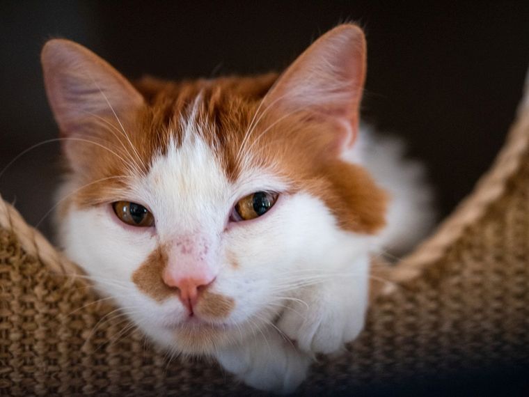 White-brown cat in a basket