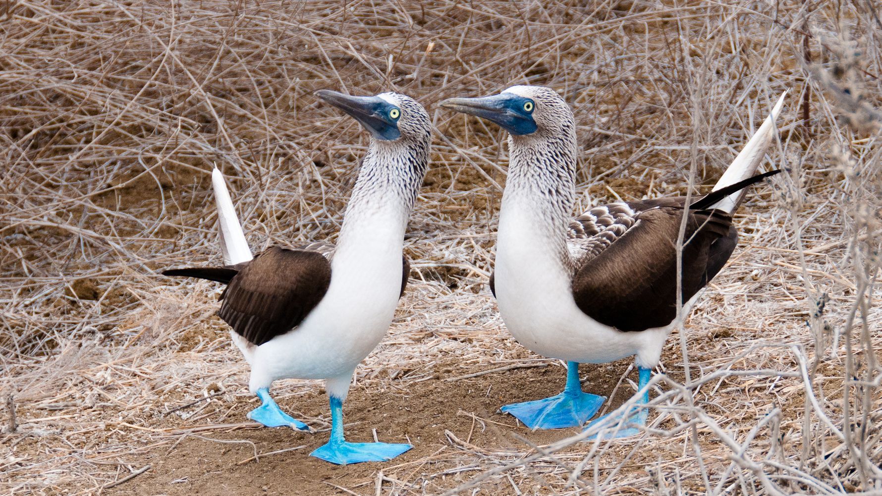 natucate-country-info-ecuador-booby-bird-blue.feet