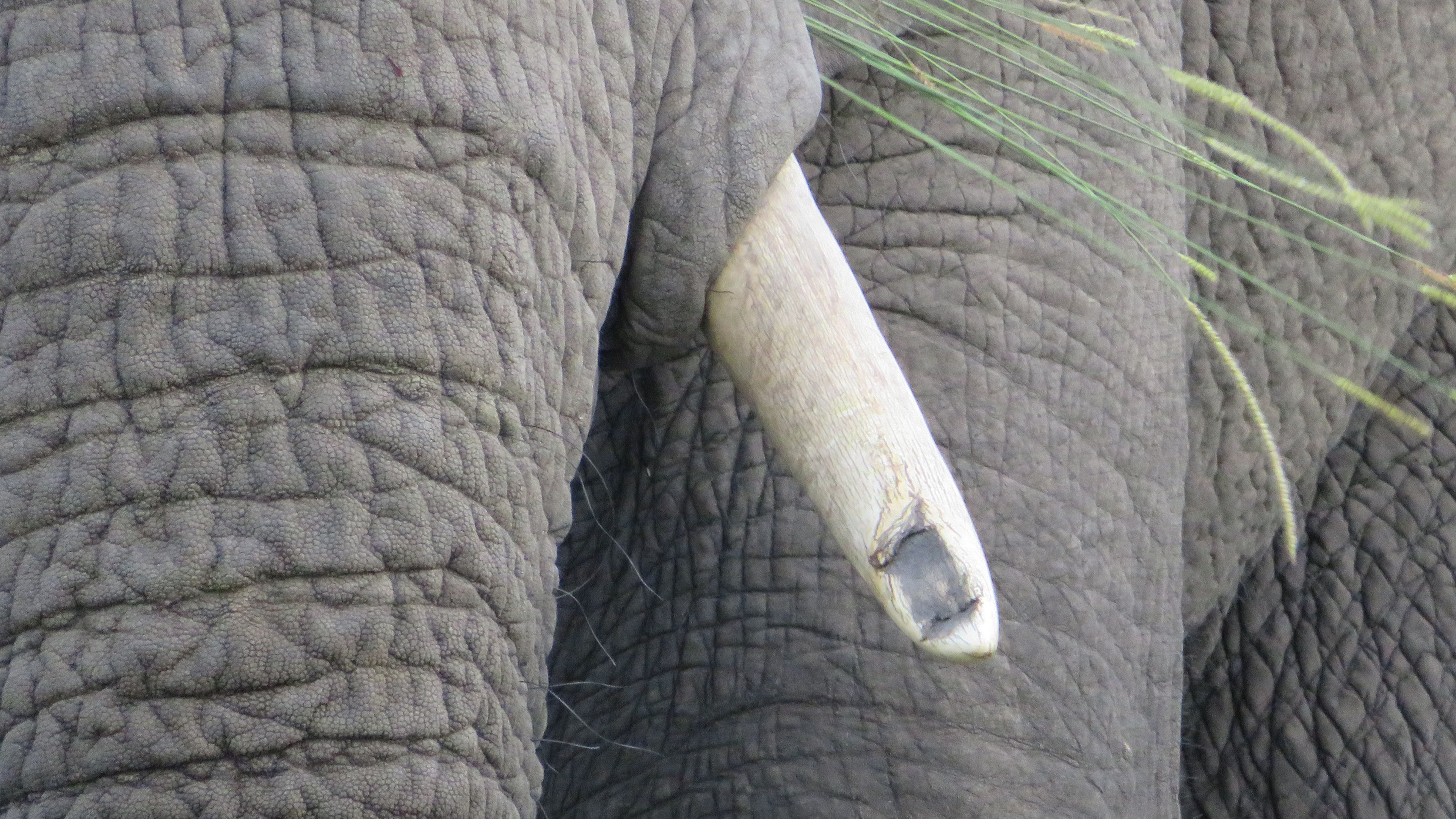 Volunteer to help elephants: Close-up of an African elephant