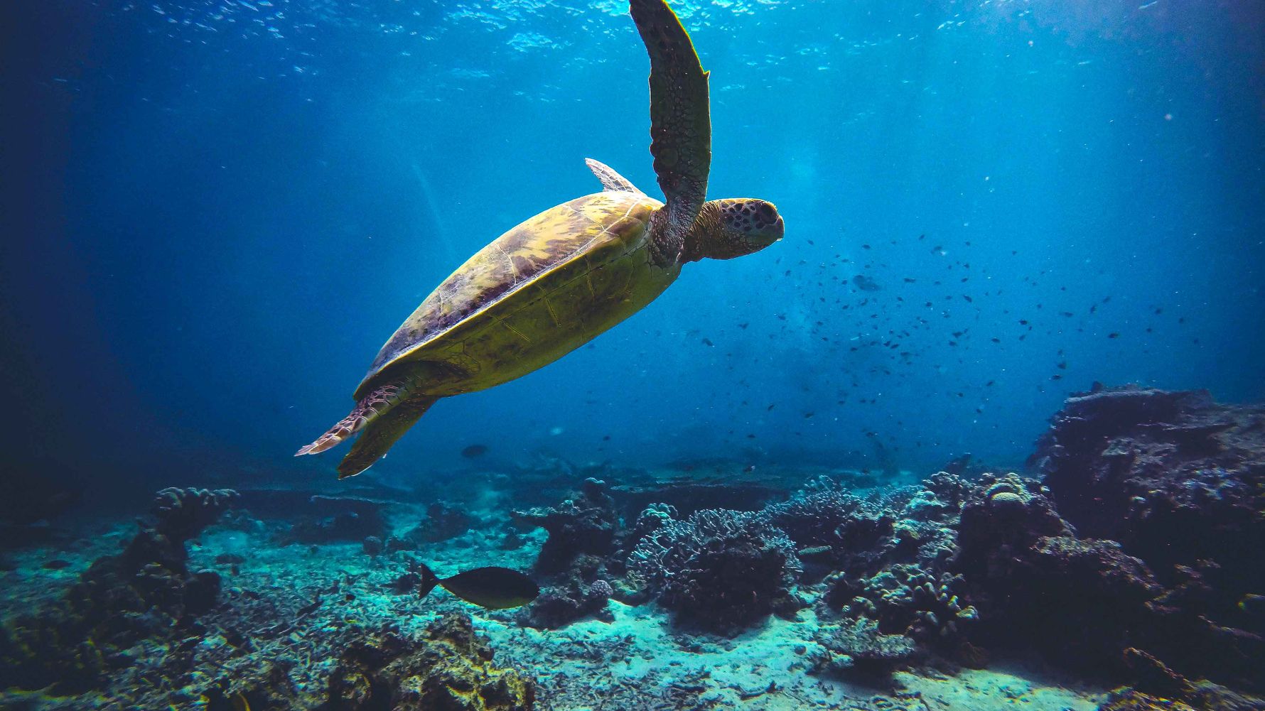 Eine Grüne Meeresschildkröte (Chelonia mydas) im tropischen Meer in Indonesien.