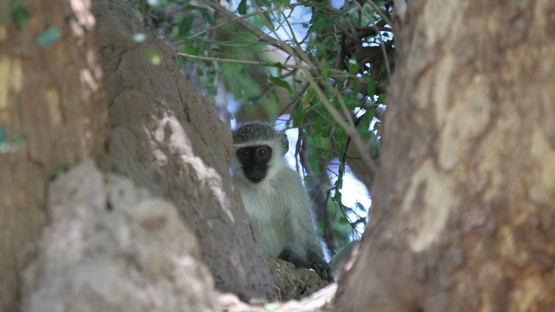 natur-gruenmeerkatze-fellpflege